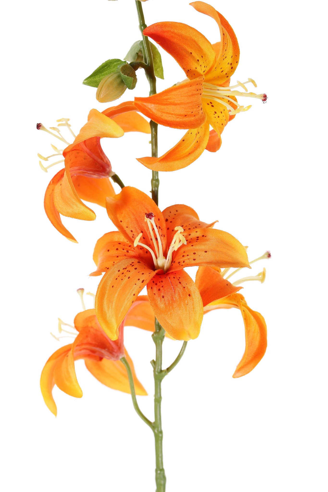 Lelie (Lilium) met 5 bloemen (Ø 8cm) & 4 plastic knoppen, 64cm