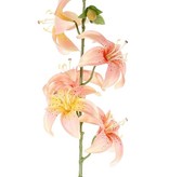 Lily (Lilium) with 5 flowers (Ø 8cm) & 4 buds, 64cm