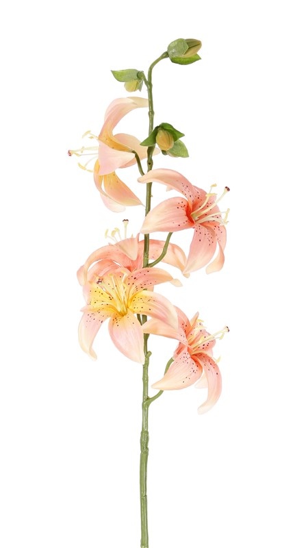 Lilie (Lilium) met 5 Blumen (Ø 8cm) & 4 Knospen, 64cm