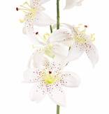 Flor de lis (Lilium) con 5 flores (Ø 8cm) & 4 capullos, 64cm