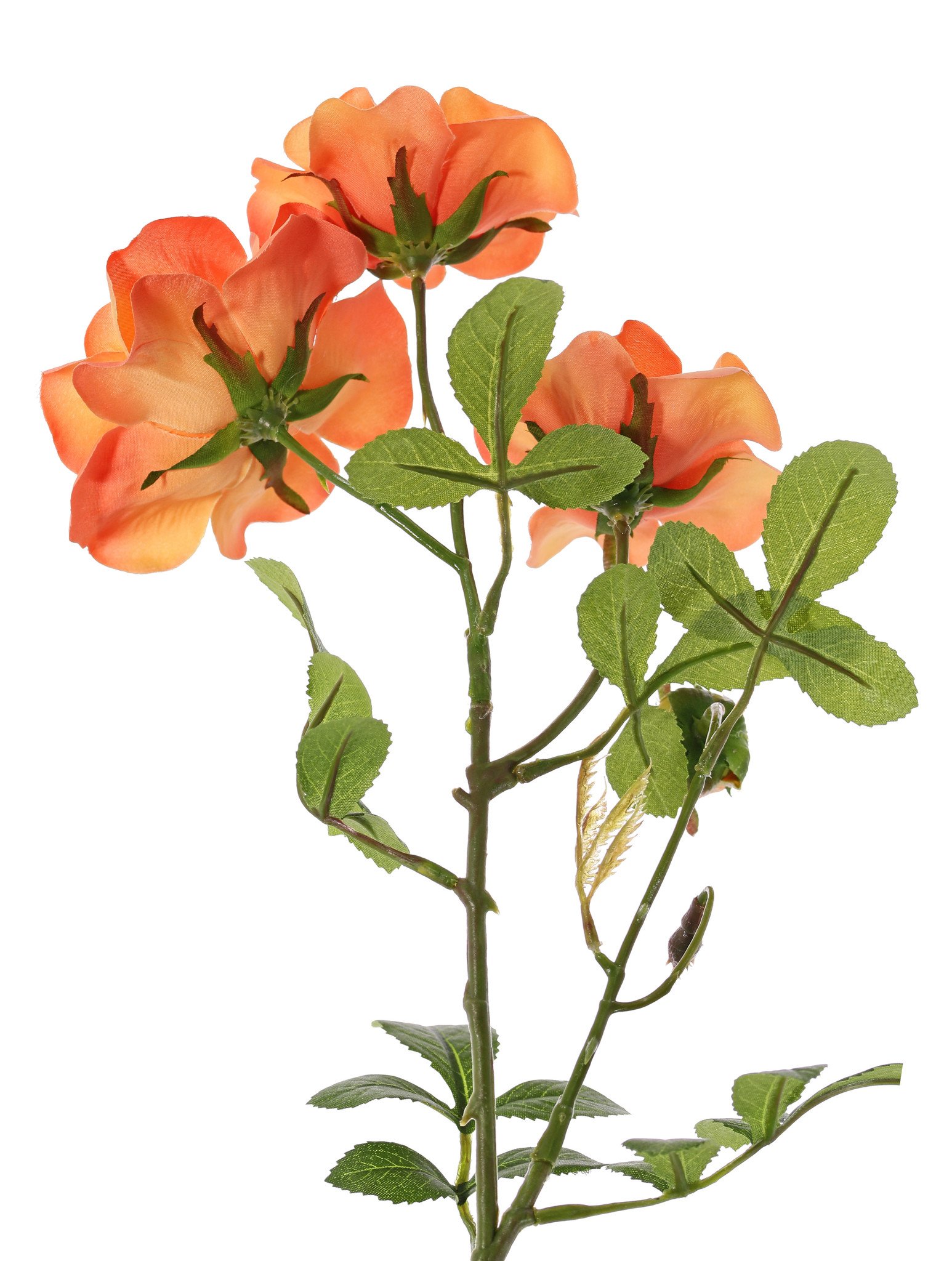 Sweet briarrose (Rosa rubiginosa), 3 flowers (2x Ø 9cm, 1x Ø 7cm) & 1 bud, 24 lvs., (6 sets), 60cm