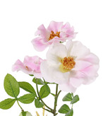 Sweet briarrose (Rosa rubiginosa), 3 flowers (2x Ø 9cm, 1x Ø 7cm) & 1 bud, 24 lvs., (6 sets), 60cm