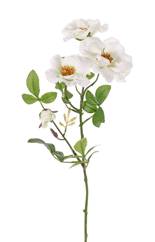 Sweet briarrose (Rosa rubiginosa), 3 flowers (2x Ø 9cm, 1x Ø 7cm) & 1 bud, 24 lvs., (6 sets), 60cm