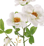 Rosa mosqueta (Rosa rubiginosa), 3 flores (2x Ø 9cm, 1x Ø 7cm) & 1 brote, 24 hojas (6 sets), 60cm