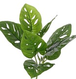 Monstera 'Monkey Leaf', 7 hojas (3xLg/2xMed/2xSm), 30cm