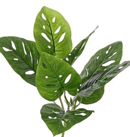 Monstera 'Monkey Leaf' , 3 Verzweigungen, 7 Blätter, Ø 30cm, H. 30cm