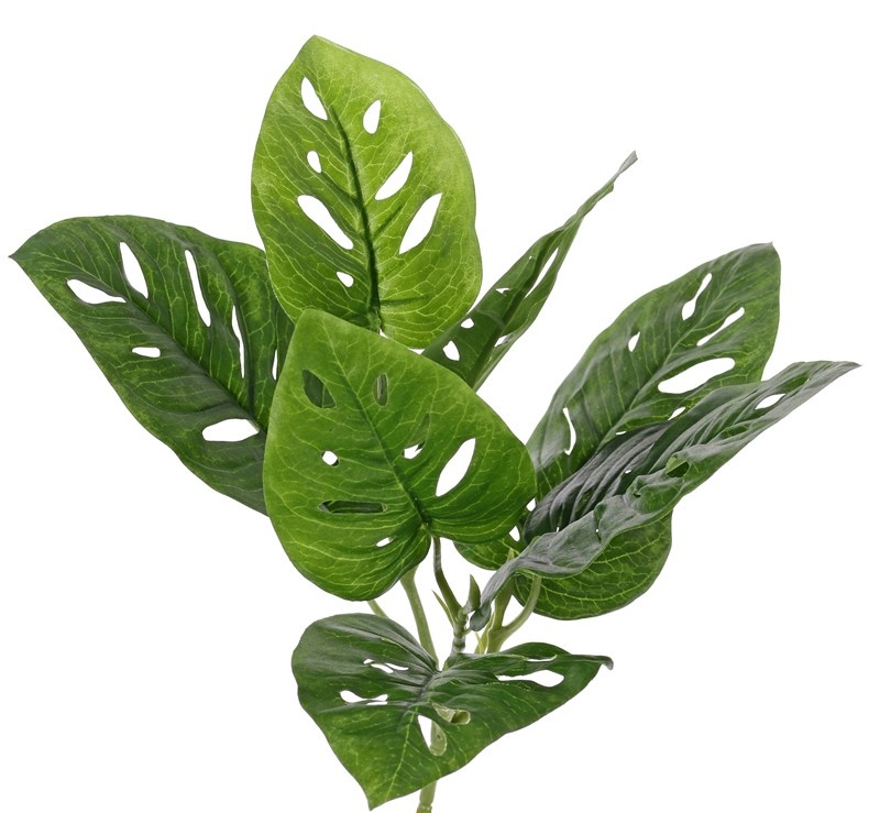 Monstera 'Monkey Leaf' (Gatenplant), 7 leaves (3xLg/2xMed/2xSm), 30cm