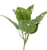 Monstera 'Monkey Leaf', 7 hojas (3xLg/2xMed/2xSm), 30cm