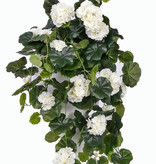 Geraniumhanger (Franse), Pelargonium peltatum, 10 vertakkingen, 232 bloemen, 128 bladeren, 70cm