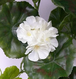 Hängegeranie (franz.), Pelargonium peltatum mit 10 Verzweigungen, 232 Blüten, 128 Blätter, 70cm