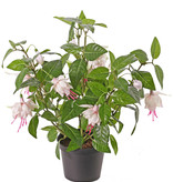 Fuchsia bush x12flrs & 108lvs, 30cm