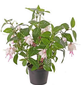 Fuchsien-Pflanze (Fuchsia) x12Bl & 108Blt, 30cm