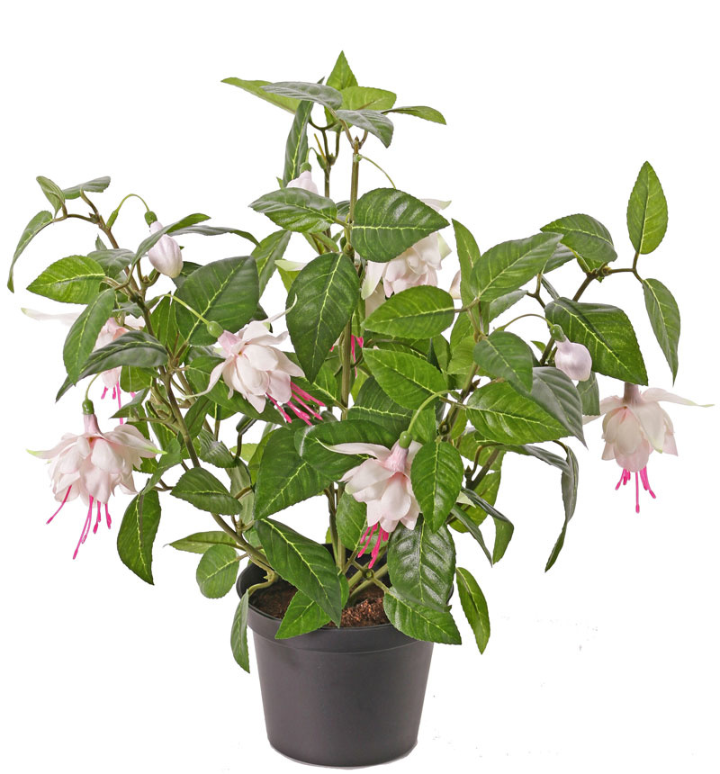 Fuchsia bush x12flrs & 108lvs, 30cm