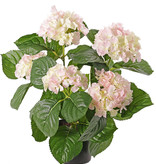 Hortensia con 5 grupos de flor (204 flores), 30 hojas, 36cm en maceta plástico negro