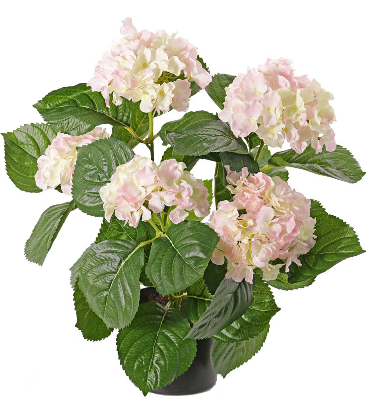 Hydrangea 204flrs, 30lvs, 36cm