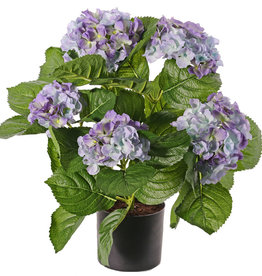 Hortensia 204 flores, 30 hojas, 36cm, en maceta