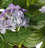 Hortensia met 5 grote bloemtrossen (x204 bloemen) & 30 bladeren, 36 cm, in pot