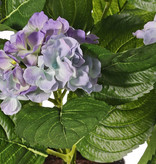 Hortensien 204 Blüten, 30 Blätter, 36 cm im Topf