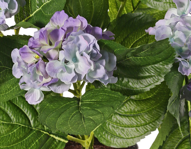 Hortensien 204 Blüten, 30 Blätter, 36 cm im Topf