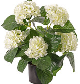 Hortensia 204 flores, 30 hojas, 36cm, en maceta