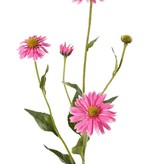 Echinacea pupurea (eastern purple coneflower), 4 flowers, 1 bud, 9 lvs., 83cm