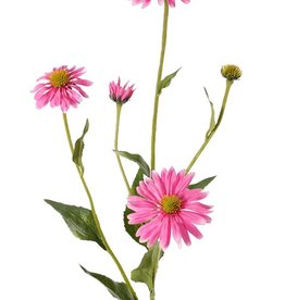 Echinacea pupurea (eastern purple coneflower), 4 flores, 1 capullo, 9 hojas, 83cm