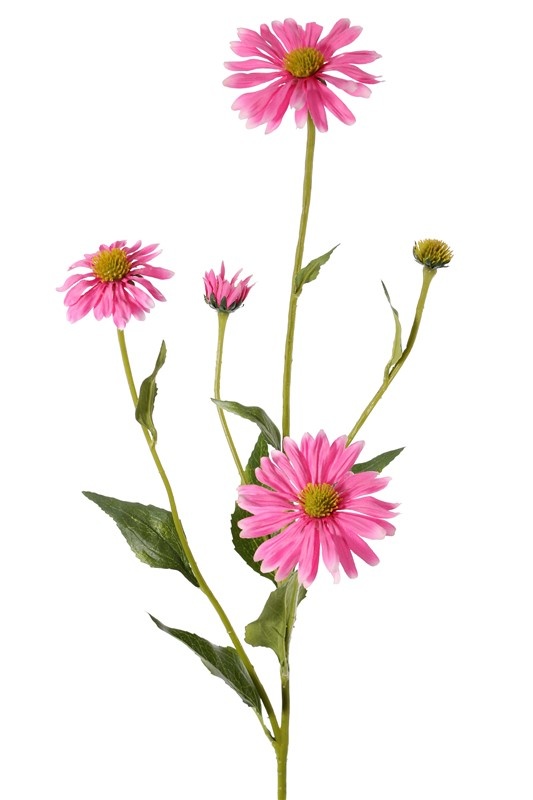 Echinacea pupurea (eastern purple coneflower), 4 flowers, 1 bud, 9 lvs., 83cm