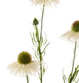 Echinacea pallida (pale purple coneflower) 3 flowers & 3 buds, 60cm