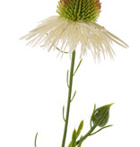 Echinacea pallida (pale purple coneflower) 3 flowers & 3 buds, 60cm