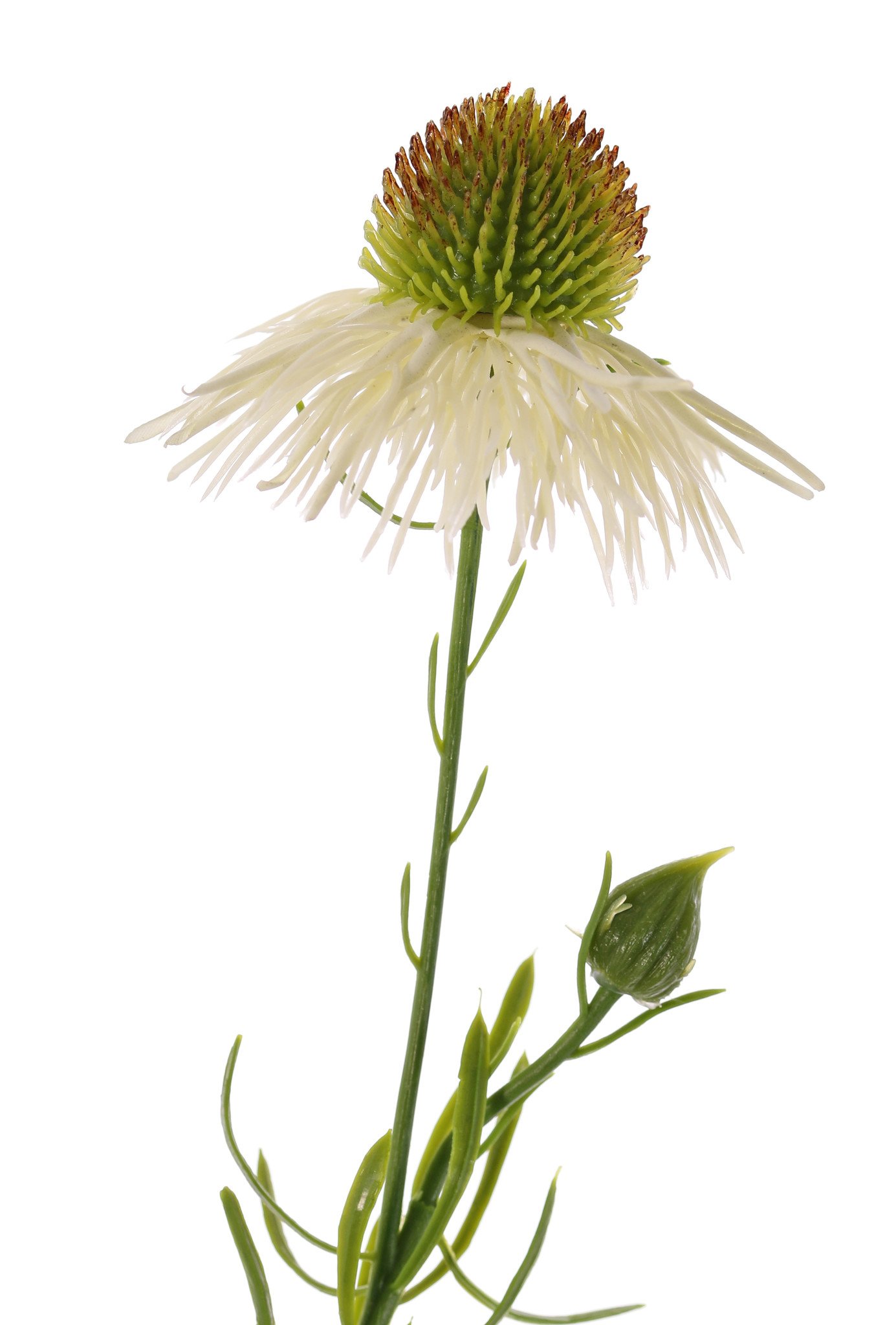 Echinacea pallida (pale purple coneflower) 3 flowers & 3 buds, 60cm