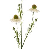 Echinacea pallida (pale purple coneflower) 3 flowers & 3 buds, 60cm