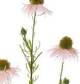 Echinacea pallida (Zonnehoed) 3 bloemen & 3 knop, plastic 60cm