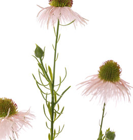 Echinacea pallida (pale purple coneflower) 3 flowers & 3 buds, 60cm