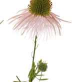 Echinacea pallida (Zonnehoed) 3 bloemen & 3 knop, plastic 60cm