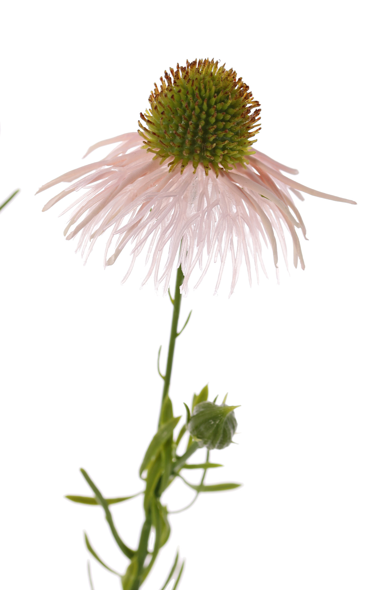 Echinacea pallida (pale purple coneflower) 3 flowers & 3 buds, 60cm