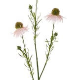 Echinacea pallida (pale purple coneflower) 3 flowers & 3 buds, 60cm