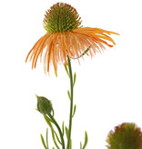 Echinacea pallida (Zonnehoed) 3 bloemen & 3 knop, plastic 60cm