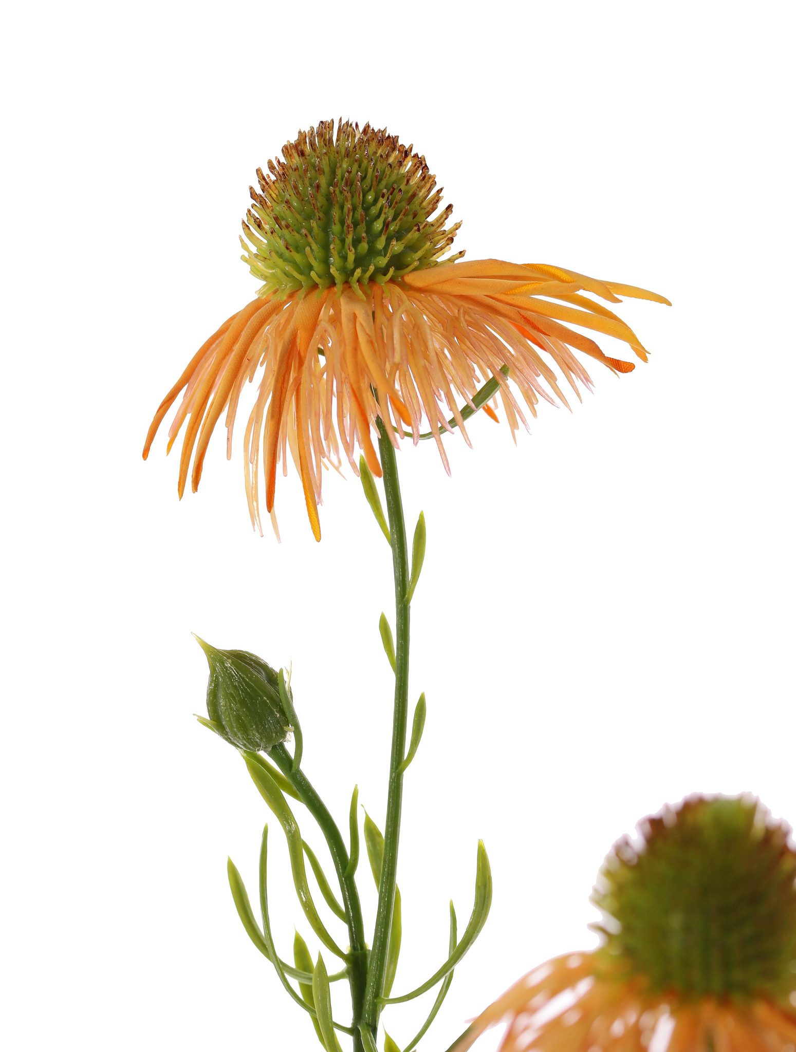 Echinacea pallida (Zonnehoed) 3 bloemen & 3 knop, plastic 60cm