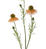 Echinacea pallida (pale purple coneflower) 3 flowers & 3 buds, 60cm