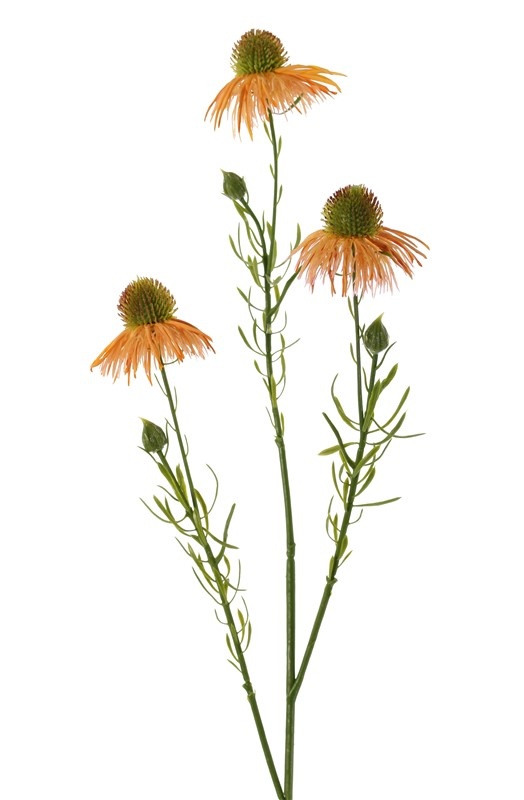 Echinacea pallida (Zonnehoed) 3 bloemen & 3 knop, plastic 60cm