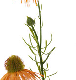 Echinacea pallida (pale purple coneflower) 3 flowers & 3 buds, 60cm