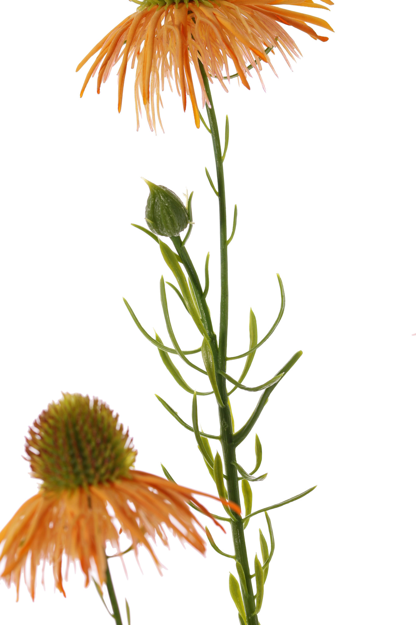 Echinacea pallida (pale purple coneflower) 3 flowers & 3 buds, 60cm