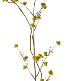 Stirlingia Latifolia (Blueboy), 3 Verzweigungen, 30 Blüten, 83cm