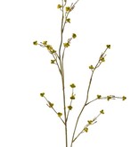 Stirlingia Latifolia (Blueboy), 3 vertakkingen, met 30 clusters bloemen, 83cm