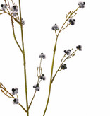 Stirlingia Latifolia (Blueboy), 30 clusters flores, 83cm