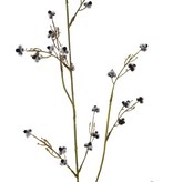 Stirlingia Latifolia (Blueboy), 3 Verzweigungen, 30 Blüten, 83cm