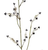 Stirlingia Latifolia (Blueboy), 30 clusters flores, 83cm