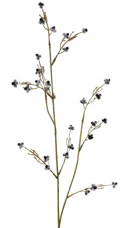 Stirlingia Latifolia (Blueboy), 3 Verzweigungen, 30 Blüten, 83cm