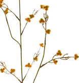 Stirlingia Latifolia (Blueboy), 3 Verzweigungen, 30 Blüten, 83cm