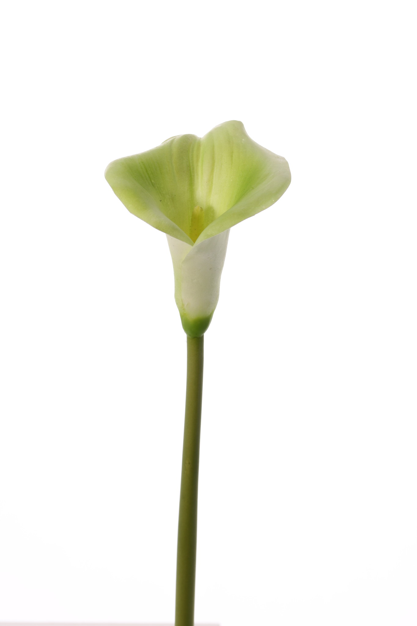 Calla lelie (Zantedeschia), 13 x 15cm, 73 cm